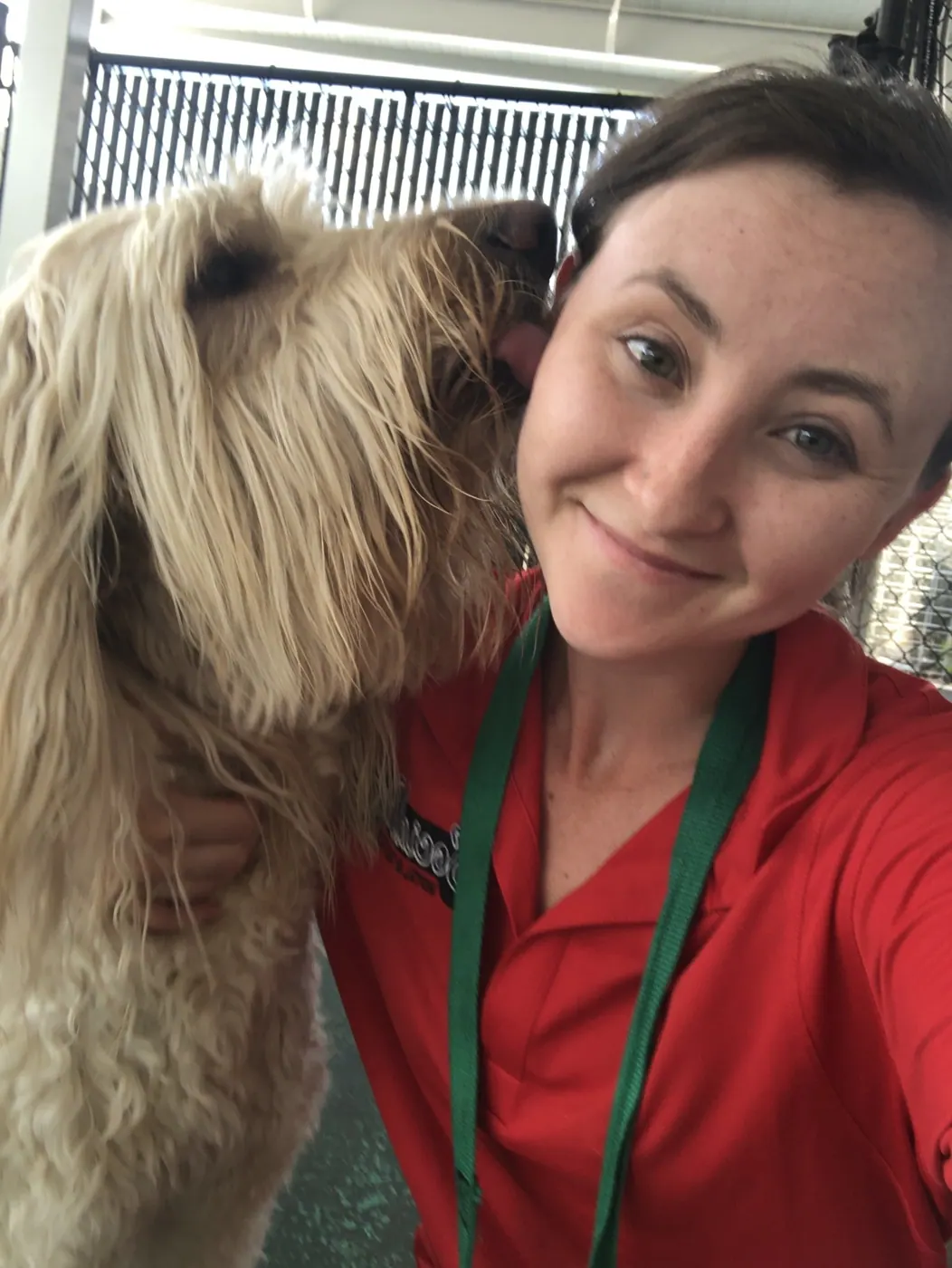 Dog walker getting licked in the face by a doodle