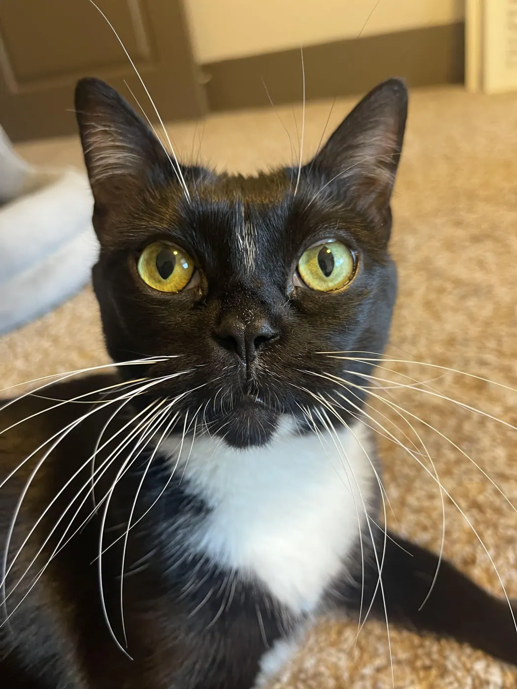 Smokey, a tuxedo cat with green eyes
